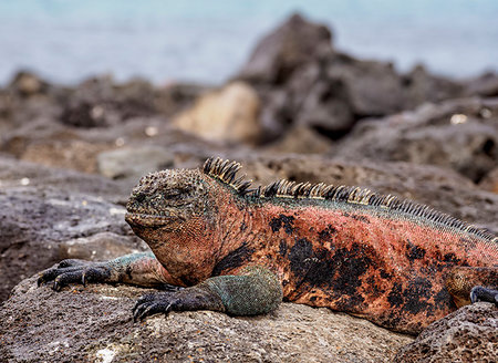 Marine iguana (Amblyrhynchus cristatus), Floreana (Charles) Island, Galapagos, UNESCO World Heritage Site, Ecuador, South America Photographie de stock - Premium Libres de Droits, Code: 6119-09238842