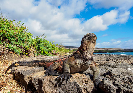 Marine iguana (Amblyrhynchus cristatus), Floreana (Charles) Island, Galapagos, UNESCO World Heritage Site, Ecuador, South America Photographie de stock - Premium Libres de Droits, Code: 6119-09238850