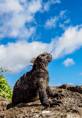 simsearch:6119-09238804,k - Marine iguana (Amblyrhynchus cristatus), Floreana (Charles) Island, Galapagos, UNESCO World Heritage Site, Ecuador, South America Photographie de stock - Premium Libres de Droits, Code: 6119-09238851