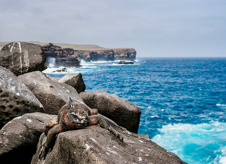Marine iguana (Amblyrhynchus cristatus), Punta Suarez, Espanola (Hood) Island, Galapagos, UNESCO World Heritage Site, Ecuador, South America Stock Photo - Premium Royalty-Free, Code: 6119-09238857