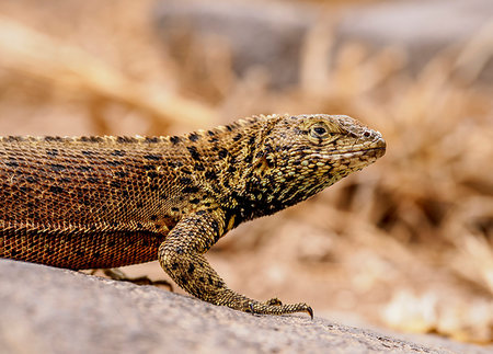 Lava lizard (Microlophus delanonis), Punta Suarez, Espanola (Hood) Island, Galapagos, UNESCO World Heritage Site, Ecuador, South America Stock Photo - Premium Royalty-Free, Code: 6119-09238854