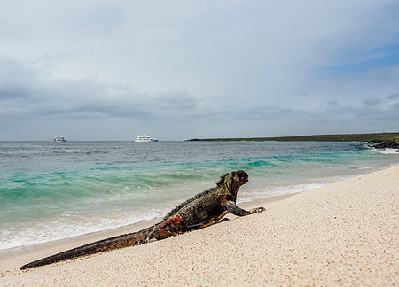 simsearch:6119-09238804,k - Marine iguana (Amblyrhynchus cristatus) on a beach at Punta Suarez, Espanola (Hood) Island, Galapagos, UNESCO World Heritage Site, Ecuador, South America Photographie de stock - Premium Libres de Droits, Code: 6119-09238863