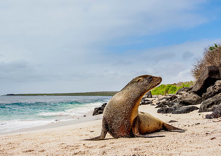 simsearch:6119-09253118,k - Galapagos Sea Lion (Zalophus wollebaeki) on a beach at Punta Suarez, Espanola (Hood) Island, Galapagos, UNESCO World Heritage Site, Ecuador, South America Foto de stock - Sin royalties Premium, Código: 6119-09238862