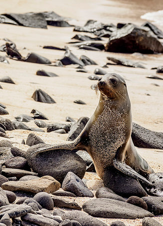 simsearch:841-07523382,k - Galapagos Sea Lion (Zalophus wollebaeki) on a beach at Punta Suarez, Espanola (Hood) Island, Galapagos, UNESCO World Heritage Site, Ecuador, South America Foto de stock - Sin royalties Premium, Código: 6119-09238864