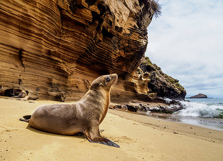 Sea Lion (Zalophus wollebaeki) on the beach at Punta Pitt, San Cristobal (Chatham) Island, Galapagos, UNESCO World Heritage Site, Ecuador, South America Photographie de stock - Premium Libres de Droits, Code: 6119-09238812