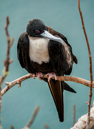 Magnificent frigatebird (Fregata magnificens), Cerro Tijeretas, San Cristobal (Chatham) Island, Galapagos, UNESCO World Heritage Site, Ecuador, South America Stock Photo - Premium Royalty-Free, Code: 6119-09238814