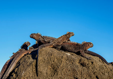 Marine iguanas (Amblyrhynchus cristatus), San Cristobal (Chatham) Island, Galapagos, UNESCO World Heritage Site, Ecuador, South America Stock Photo - Premium Royalty-Free, Code: 6119-09238820
