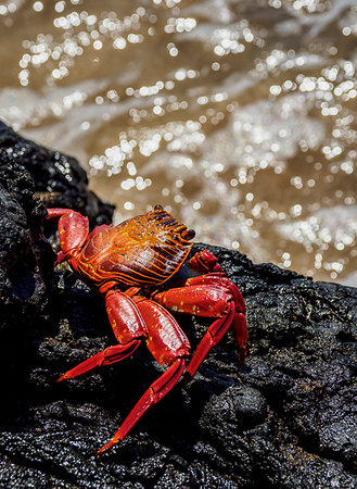 Sally Lightfoot crab (Grapsus grapsus), Sullivan Bay, Santiago (James) Island, Galapagos, UNESCO World Heritage Site, Ecuador, South America Stock Photo - Premium Royalty-Free, Code: 6119-09238832