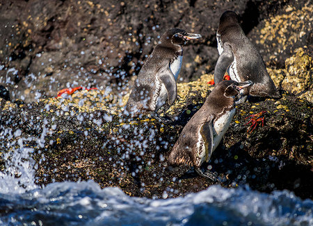 Galapagos penguins (Spheniscus mendiculus), Bartolome Island, Galapagos, UNESCO World Heritage Site, Ecuador, South America Photographie de stock - Premium Libres de Droits, Code: 6119-09238834