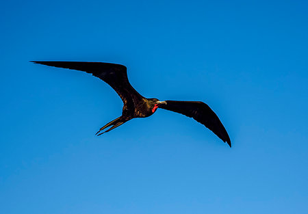 simsearch:6119-08268204,k - Magnificent frigatebird (Fregata magnificens) near Bartolome Island, Galapagos, UNESCO World Heritage Site, Ecuador, South America Foto de stock - Sin royalties Premium, Código: 6119-09238839