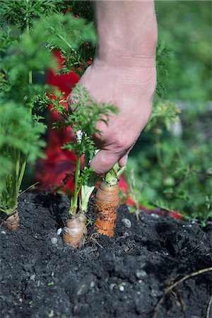 simsearch:6118-07353041,k - Close-up hand picking harvesting carrots Photographie de stock - Premium Libres de Droits, Code: 6121-07970066
