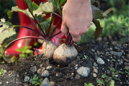 picking (action) - Close-up woman hand picking beetroot plant Stock Photo - Premium Royalty-Free, Code: 6121-07970077