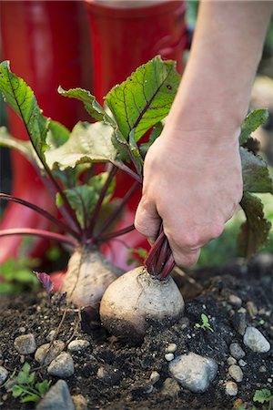 simsearch:6118-07353041,k - Earth garden harvest crop beet root hand Photographie de stock - Premium Libres de Droits, Code: 6121-07970078