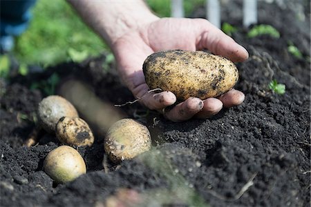 simsearch:6118-07353041,k - Fresh potatoes ground earth hand close-up Photographie de stock - Premium Libres de Droits, Code: 6121-07970085