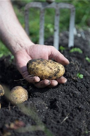 simsearch:6118-07353041,k - Garden pitchfork man gathering potatoes Photographie de stock - Premium Libres de Droits, Code: 6121-07970086