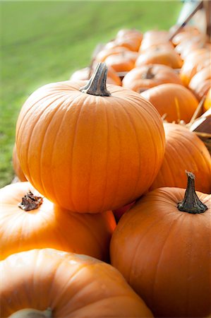 simsearch:6118-07353041,k - Pumpkins (Cucurbita) on sale for Halloween, Bavaria, Germany Photographie de stock - Premium Libres de Droits, Code: 6121-07992682