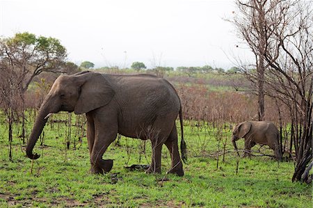 elephantidae - Elephants walking in a forest, Kruger National Park, South Africa, Stock Photo - Premium Royalty-Free, Code: 6121-07992692