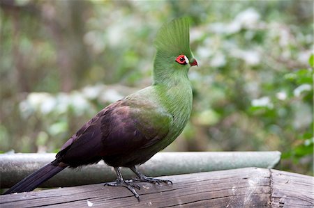 spreading wings - Green Turaco (Musophagidae)  perching, South Africa Stock Photo - Premium Royalty-Free, Code: 6121-07992700