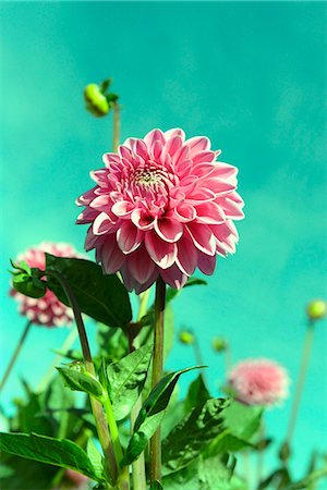 flowers - Close-up several flowering dahlia flowers Stock Photo - Premium Royalty-Free, Code: 6121-07914040