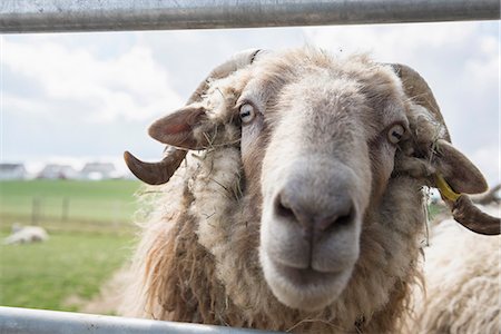 Sheep looking out from railings of a barn, Bavaria, Germany Photographie de stock - Premium Libres de Droits, Code: 6121-08106654
