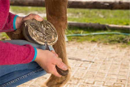 Woman cleaning horse's hoof, Bavaria, Germany Stock Photo - Premium Royalty-Free, Code: 6121-08106672