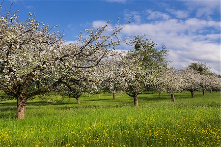 White blossom of apple trees in springtime, Bavaria, Germany Foto de stock - Sin royalties Premium, Código: 6121-08228775