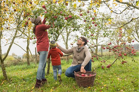 Family picking apples in an apple orchard, Bavaria, Germany Photographie de stock - Premium Libres de Droits, Code: 6121-08522242