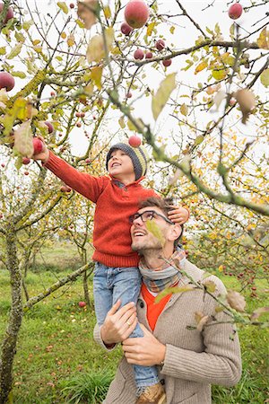 recogiendo - Man carrying his son on shoulder for picking apples from tree in an apple orchard, Bavaria, Germany Foto de stock - Sin royalties Premium, Código: 6121-08522238