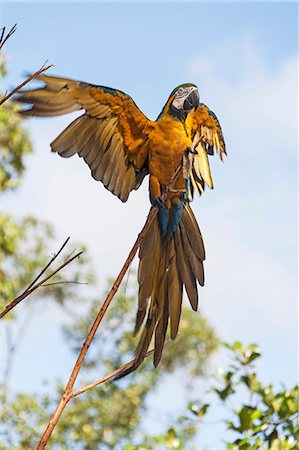 Gold and Blue Macaw (Ara ararauna) perching on tree branch, Orinoco Delta, Venezuela Photographie de stock - Premium Libres de Droits, Code: 6121-08660360