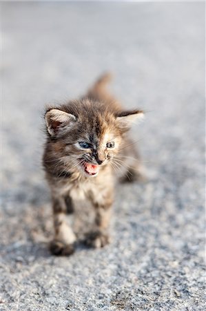 Aggressive young cat, Havana, Cuba Foto de stock - Sin royalties Premium, Código: 6121-09146457