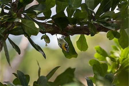 songbird - Blackburnian Warbler bird perching on tree branch, Cienfuegos, Cuba Stock Photo - Premium Royalty-Free, Code: 6121-09146471