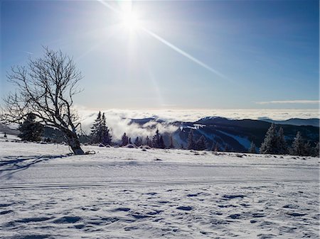 Cross country skiing track on winter landscape, Black Forest, Mount Feldberg, Germany Foto de stock - Sin royalties Premium, Código: 6121-09146917