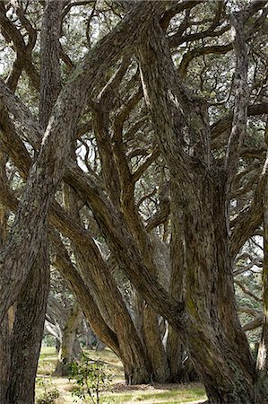Wendeholm National Park, Pohutakawa Trees Photographie de stock - Premium Libres de Droits, Code: 6122-07694321