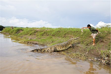 Man feeding a crocodile in costa rica Stock Photo - Premium Royalty-Free, Code: 6122-07694436