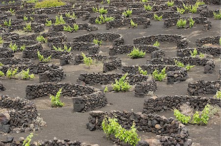 simsearch:6122-07696104,k - Vineyards protected by stone walls, La Geria, Lanzarote Stock Photo - Premium Royalty-Free, Code: 6122-07695084