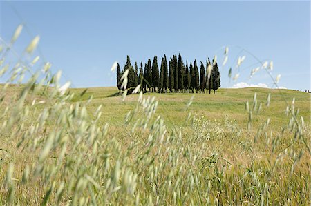 Cypress trees in field, Val d'Orcia, Italy Stock Photo - Premium Royalty-Free, Code: 6122-07695378