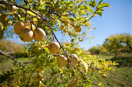 simsearch:632-03754188,k - Apples on the tree Stock Photo - Premium Royalty-Free, Code: 6122-07696156