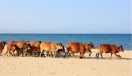 quang nam province - Cattle on sandy beach, Hoi An, Quang Nam, Vietnam Stock Photo - Premium Royalty-Free, Code: 6122-07696902