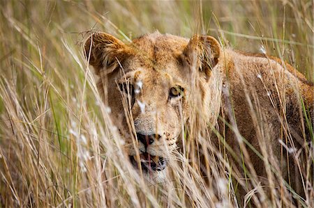 Young Female Lion in the bush, Botswana Foto de stock - Sin royalties Premium, Código: 6122-07697443