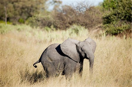 simsearch:6118-09076655,k - Baby elephant in the Okavango Delta, Botswana, Africa Stock Photo - Premium Royalty-Free, Code: 6122-07697434