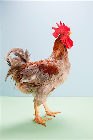 Rooster standing in studio Photographie de stock - Premium Libres de Droits, Code: 6122-07697522