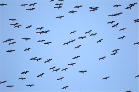 flock of birds in a clear sky - African openbills in blue sky Stock Photo - Premium Royalty-Free, Code: 6122-07697851
