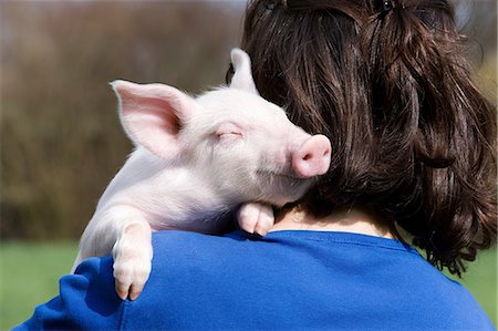 simsearch:614-06043443,k - Person holding piglet over shoulder Fotografie stock - Premium Royalty-Free, Codice: 6122-07698052