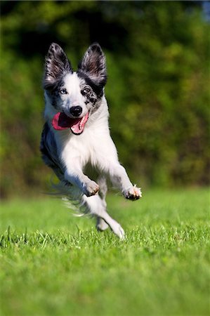 Dog running on grass Photographie de stock - Premium Libres de Droits, Code: 6122-07698054