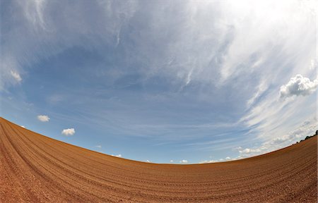 Corn field in spring Stock Photo - Premium Royalty-Free, Code: 6122-07698283