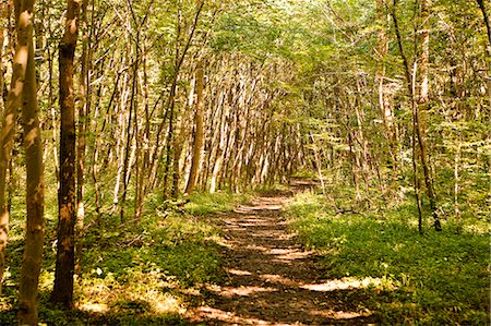 simsearch:628-05817465,k - Walkway through forest Stock Photo - Premium Royalty-Free, Code: 6122-07698700