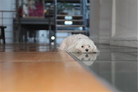 simsearch:632-03629718,k - Dog laying on tiled floor Foto de stock - Royalty Free Premium, Número: 6122-07703639