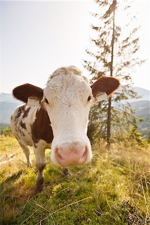 Close up of cows nose in pasture Stock Photo - Premium Royalty-Free, Code: 6122-07704139