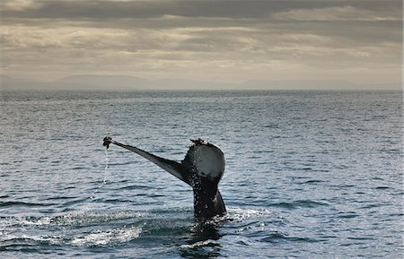 Whales tail coming out of water Stock Photo - Premium Royalty-Free, Code: 6122-07704205