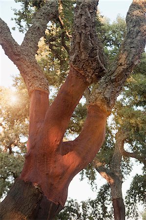 simsearch:673-08139248,k - Stripped cork trees in rural forest Stock Photo - Premium Royalty-Free, Code: 6122-07704599